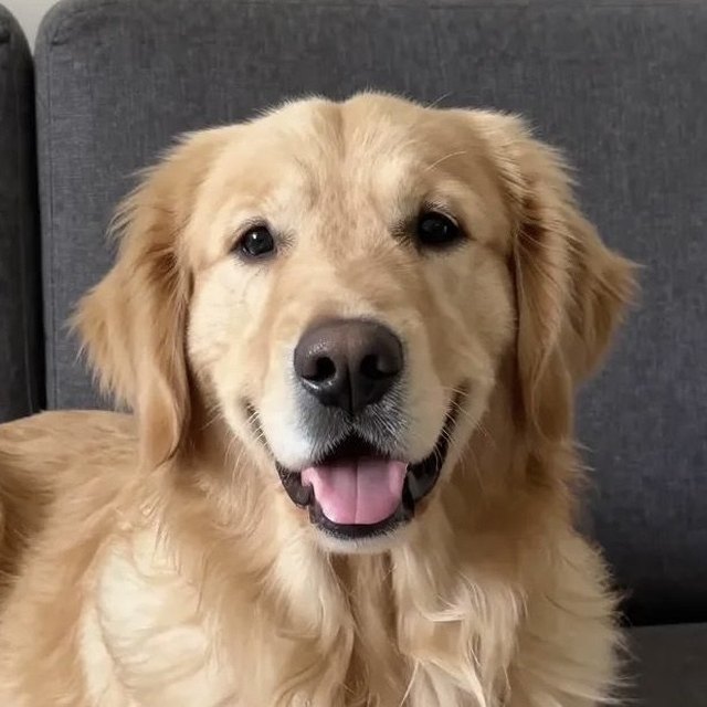 Foto de una mascota enviada por un cliente
