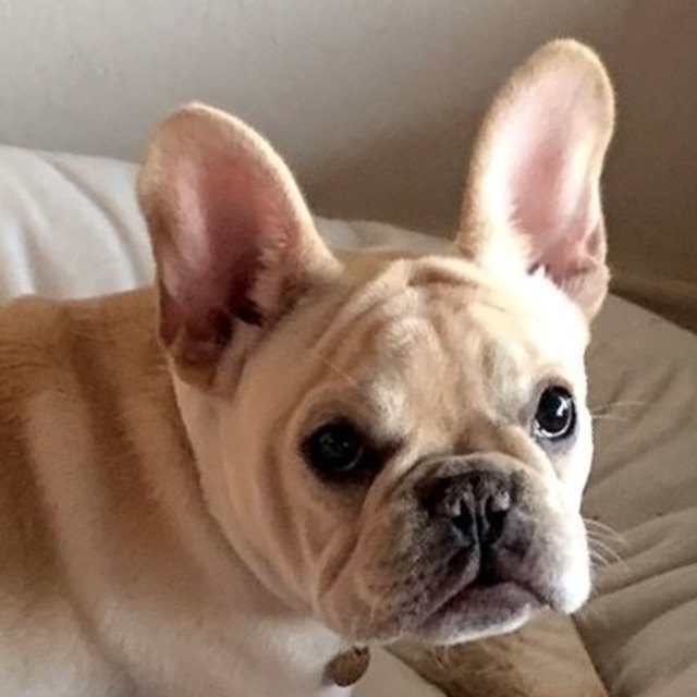 Foto de una mascota enviada por un cliente