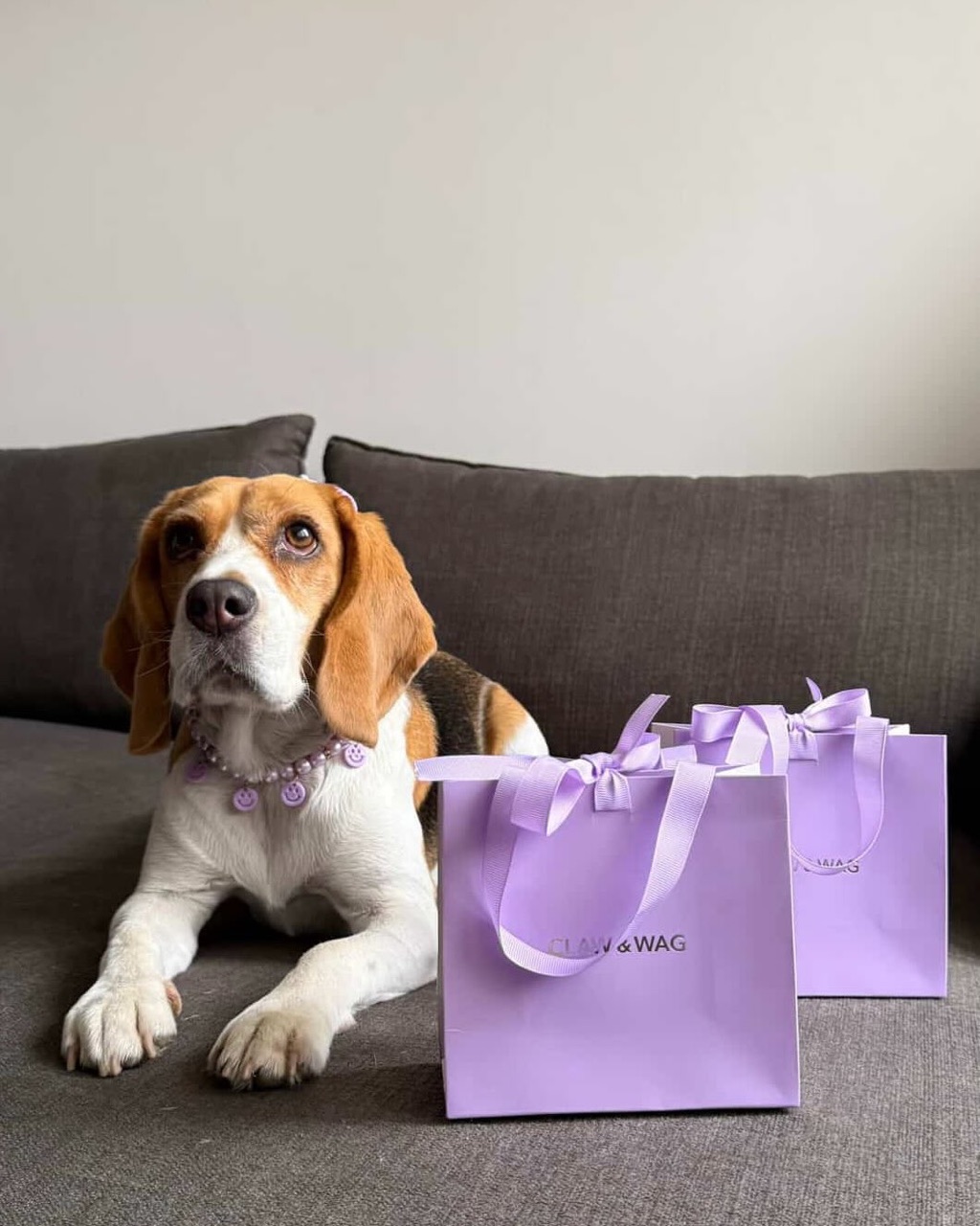 Mascota con su joya CLAW & WAG